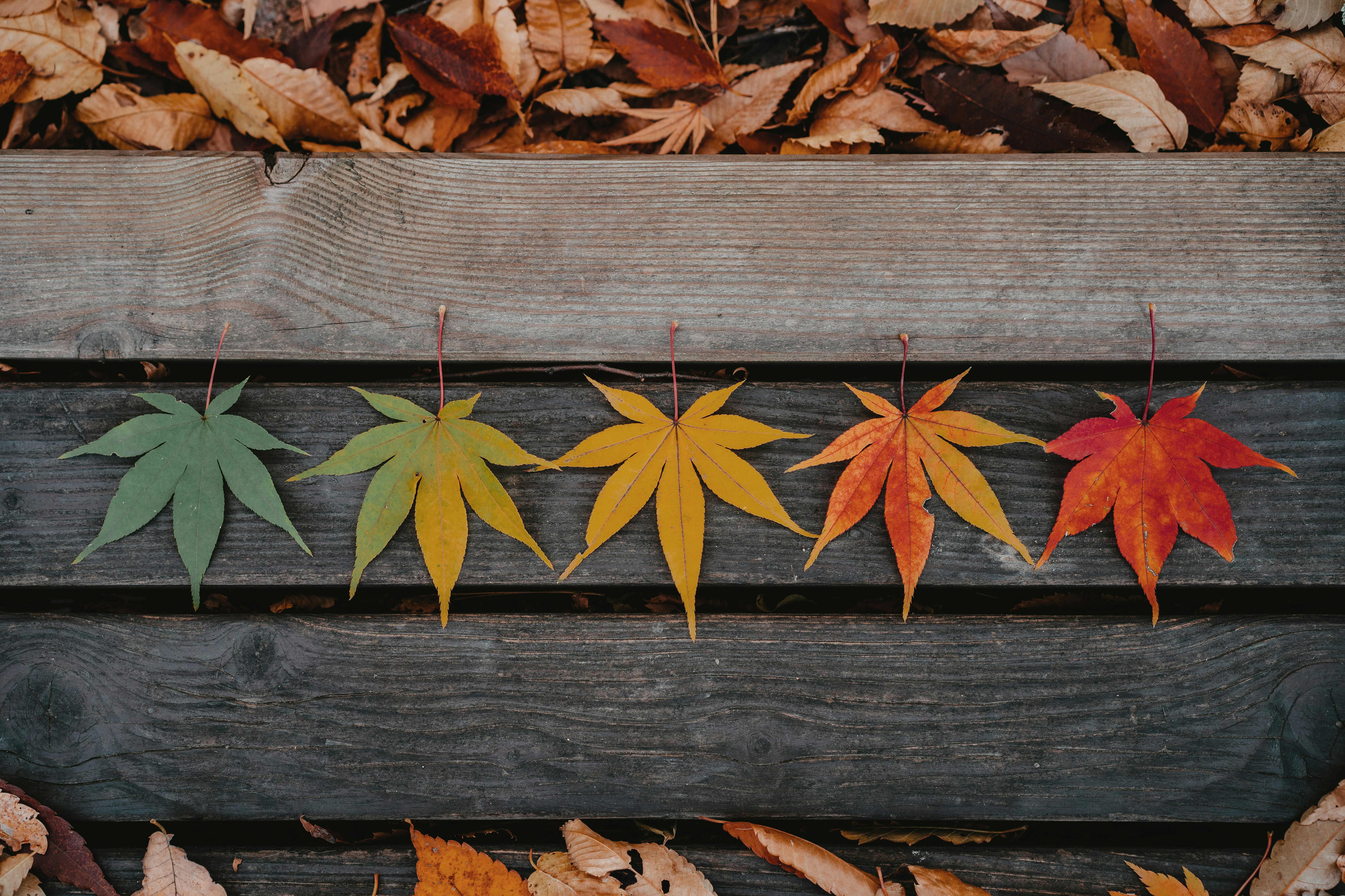 brown leaves on brown wooden plank